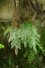 Blechnum colensoi