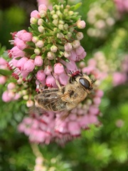 Eristalis tenax