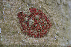 Cryptococcus fagisuga