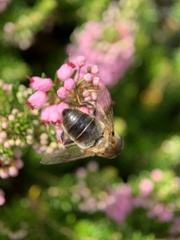 Eristalis tenax