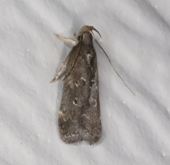 Helcystogramma melantherella