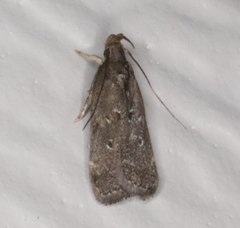 Helcystogramma melantherella