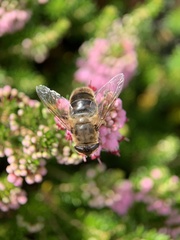Eristalis tenax
