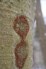 Cryptococcus fagisuga