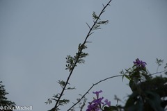 Dichrostachys cinerea