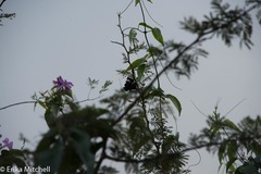 Dichrostachys cinerea