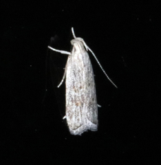 Helcystogramma chambersella