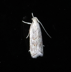 Helcystogramma chambersella