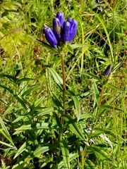 Gentiana linearis