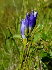 Gentiana linearis