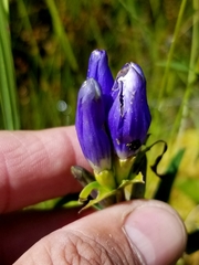 Gentiana linearis