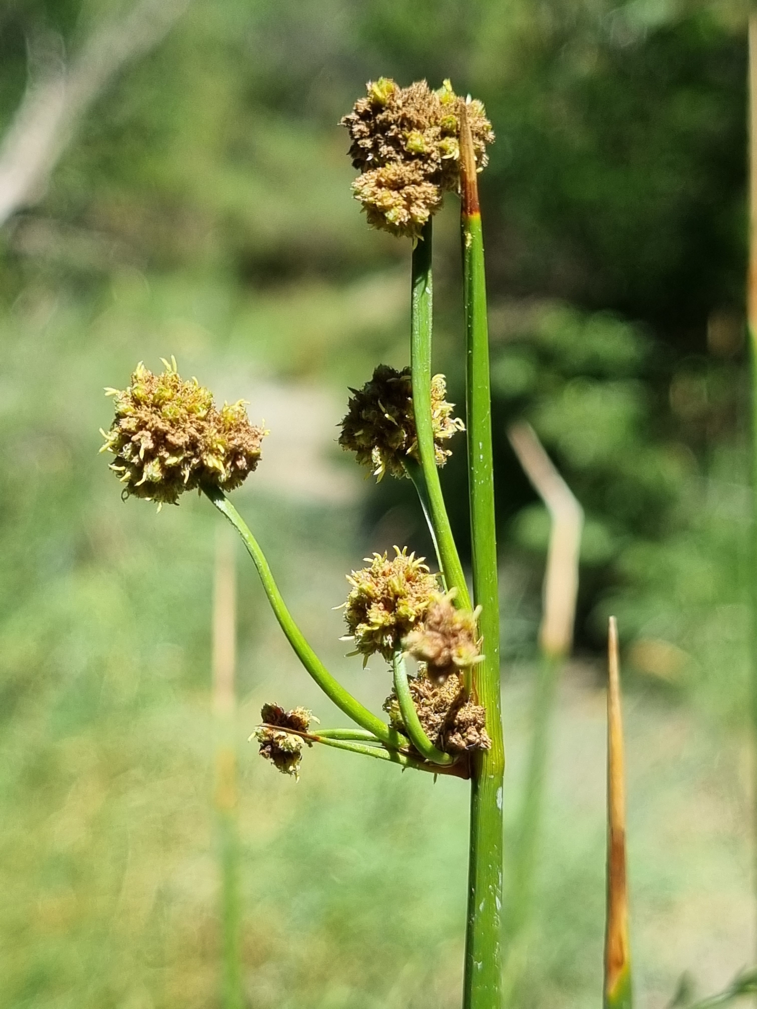 Scirpoides holoschoenus ssp. holoschoenus