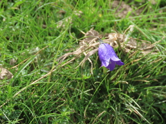 Campanula scheuchzeri