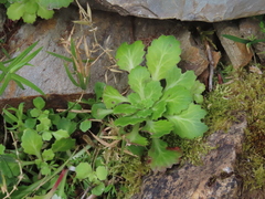 Saxifraga spathularis