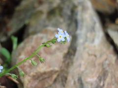 Myosotis stolonifera