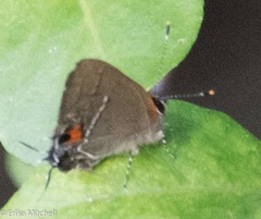 Electrostrymon angerona