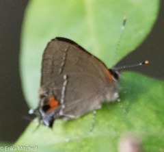Electrostrymon angerona
