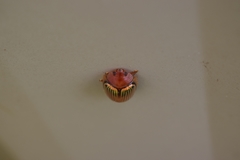 Paropsisterna basalis