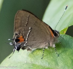 Electrostrymon angerona