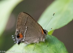 Electrostrymon angerona