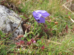 Campanula scheuchzeri