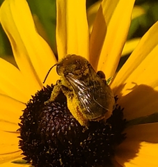 Anthophila