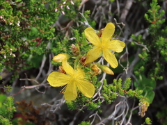 Hypericum richeri burseri