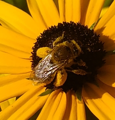 Anthophila
