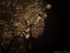 Poropterus bisignatus