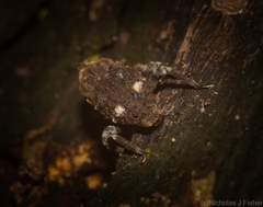 Poropterus bisignatus