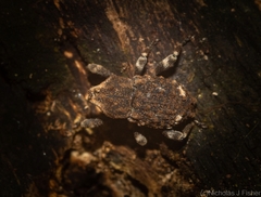 Poropterus bisignatus