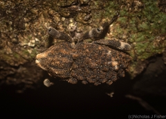 Poropterus bisignatus