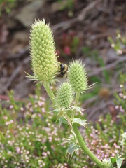 Eryngium duriaei