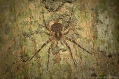 Tamopsis brachycauda