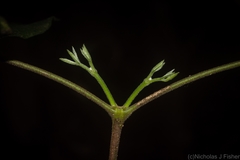 Bouchardatia neurococca