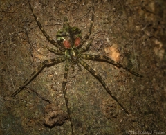 Tamopsis brachycauda
