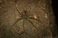 Tamopsis brachycauda