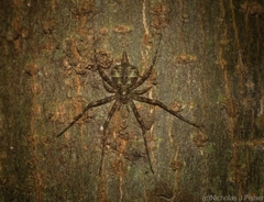 Tamopsis brachycauda