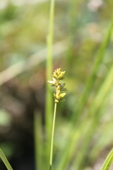Carex tenuiflora