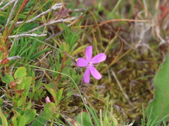 Dianthus langeanus