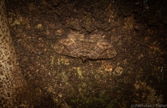 Scotocyma albinotata