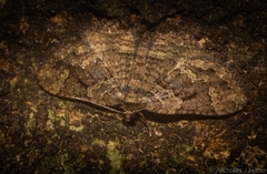 Scotocyma albinotata