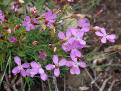 Dianthus langeanus