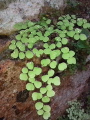 Adiantum tricholepis