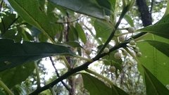 Melicytus macrophyllus