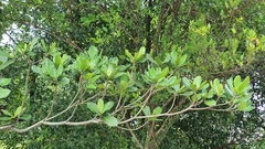 Barringtonia asiatica