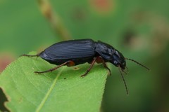 Anisodactylus binotatus