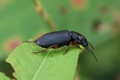 Anisodactylus binotatus