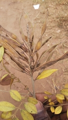 Mundulea
