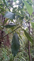 Melicytus macrophyllus